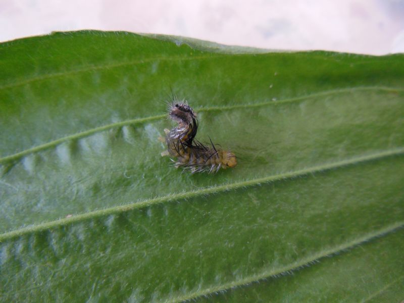 Bruchi di Diaphora mendica